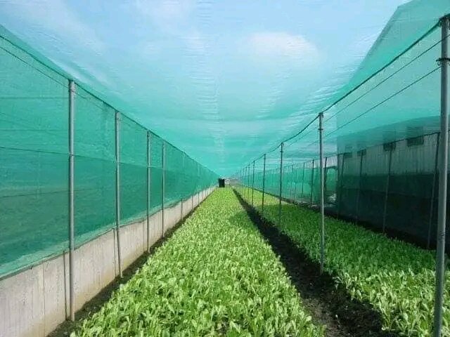 Jual Waring Kasa Warna Hijau